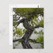 赤日本の松盆栽 ポストカード (正面/裏面)