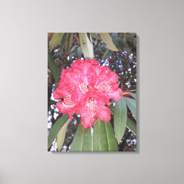 赤木の花 キャンバスプリント