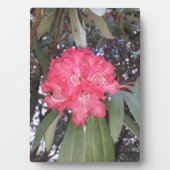 赤木の花 フォトプラーク (正面)