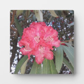 赤木の花 フォトプラーク (正面)