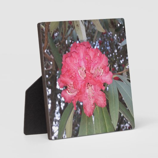 赤木の花 フォトプラーク (正面)