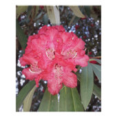 赤木の花 ポスター (正面)