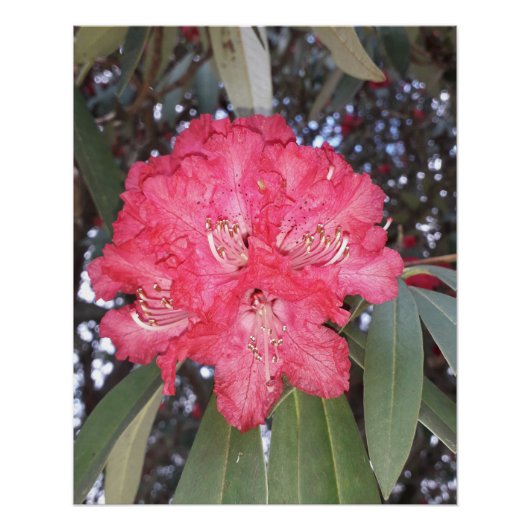 赤木の花 ポスター (正面)