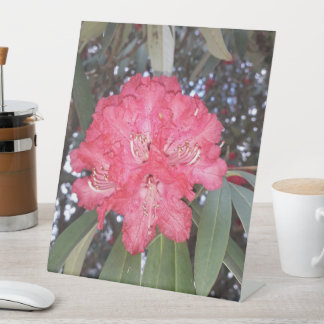 赤木の花 台座サイン