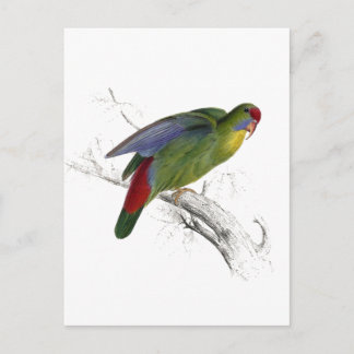 赤枠のパレーキエ ポストカード