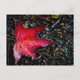 赤楓の葉写真。 シーズンポストカード