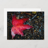 赤楓の葉写真。 シーズンポストカード (正面/裏面)