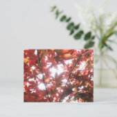 赤楓日本のの木の葉写真 ポストカード (スタンド正面)