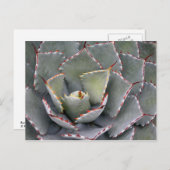 赤歯アガベ ポストカード (正面/裏面)