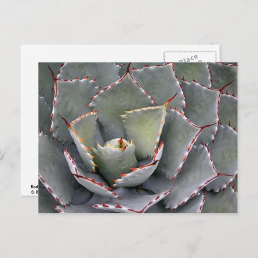 赤歯アガベ ポストカード (正面/裏面)