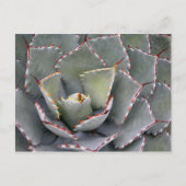 赤歯アガベ ポストカード (正面)