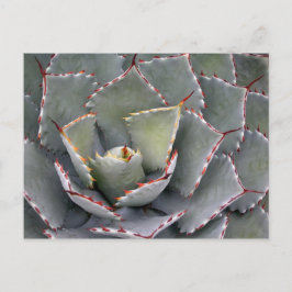 赤歯アガベ ポストカード
