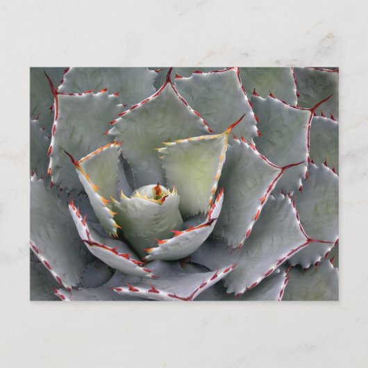 赤歯アガベ ポストカード (正面)