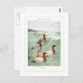 赤毛とカンヴァスバックアヒル ポストカード (正面/裏面)