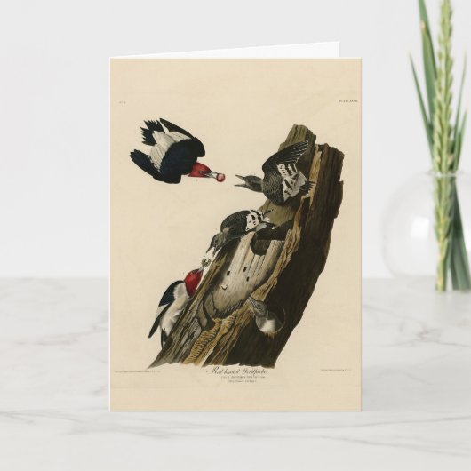 赤毛のアカゲザル – Audubon's Birds of America カード (正面)