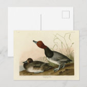 赤毛のアヒル – Audubon's Birds of America ポストカード (正面/裏面)