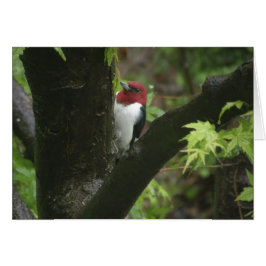 赤毛のキツツキ