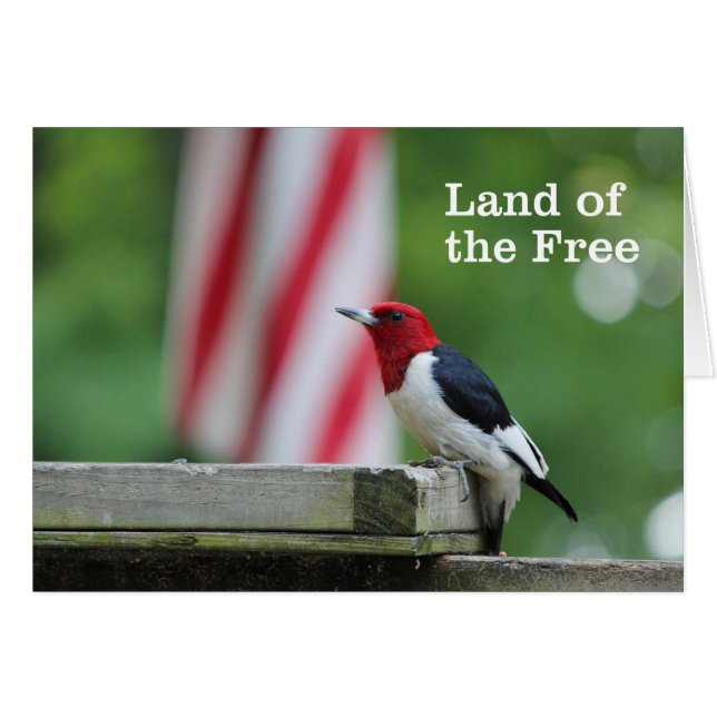 赤毛のキツツキ (正面横)