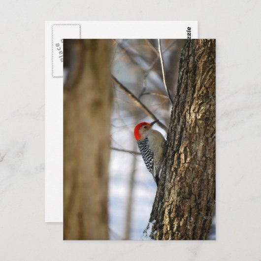 赤毛のキツネザルのはがき ポストカード (正面/裏面)