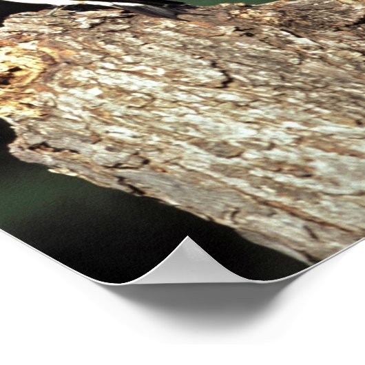 赤毛のキツネザル ポスター (角)