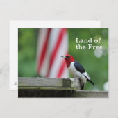 赤毛のキツネザル ポストカード (正面/裏面)