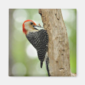 赤毛のキツネザル マグネット (正面)