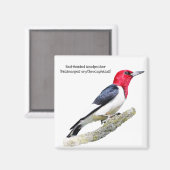 赤毛のキツネザル マグネット (正面/裏面)