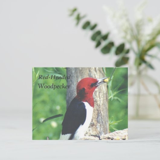 赤毛の木ペッカーのはがき ポストカード (スタンド正面)