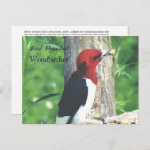 赤毛の木ペッカーのはがき ポストカード (正面/裏面)