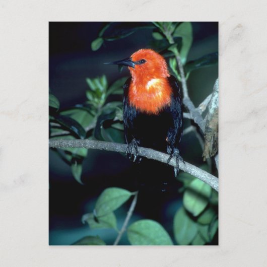 赤毛の黒鳥、南米 ポストカード (正面)