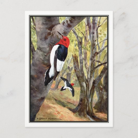 赤毛頭のウッドペッカー – ロバート・ブルース・ホースフォール ポストカード (正面)