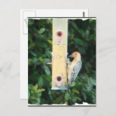 赤毛頭のキツツキ ポストカード (正面/裏面)