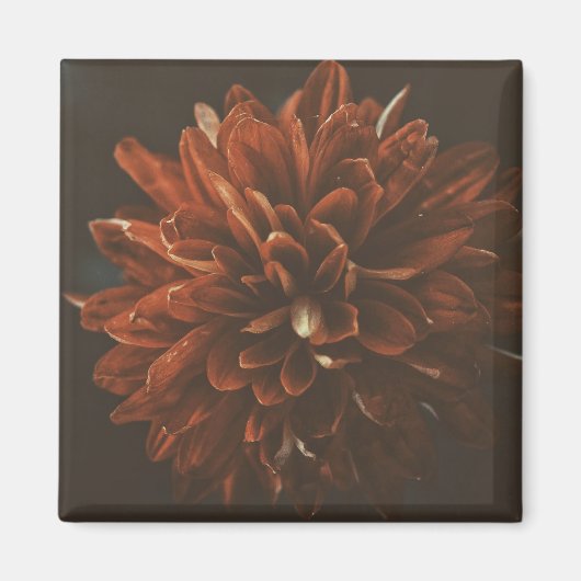 赤淡い色の菊の花磁石 マグネット (正面)