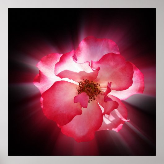 赤澄ん花びら ポスター (正面)