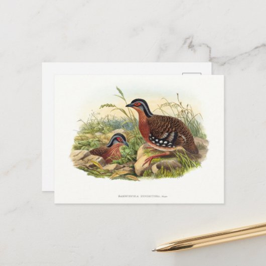 赤焼きパトリッジ ポストカード (正面/裏面インサイチュ)