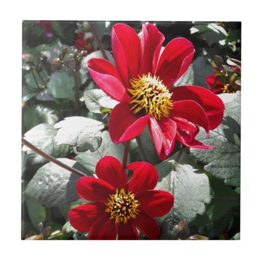 赤熱ピンクデイジー/デイジー花 タイル (正面)