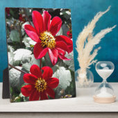 赤熱ピンクデイジー/デイジー花 フォトプラーク (側面)