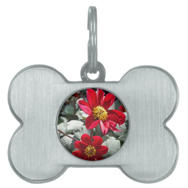 赤熱ピンクデイジー/デイジー花 ペットネームタグ (正面)