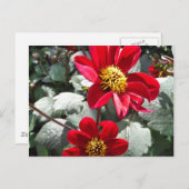 赤熱ピンクデイジー/デイジー花 ポストカード (正面/裏面)