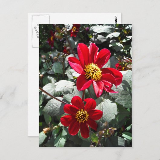 赤熱ピンクデイジー/デイジー花 ポストカード (正面/裏面)