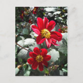 赤熱ピンクデイジー/デイジー花 ポストカード (正面)