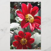 赤熱ピンクデイジー/デイジー花 便箋 (正面)