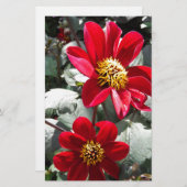 赤熱ピンクデイジー/デイジー花 便箋 (正面/裏面)