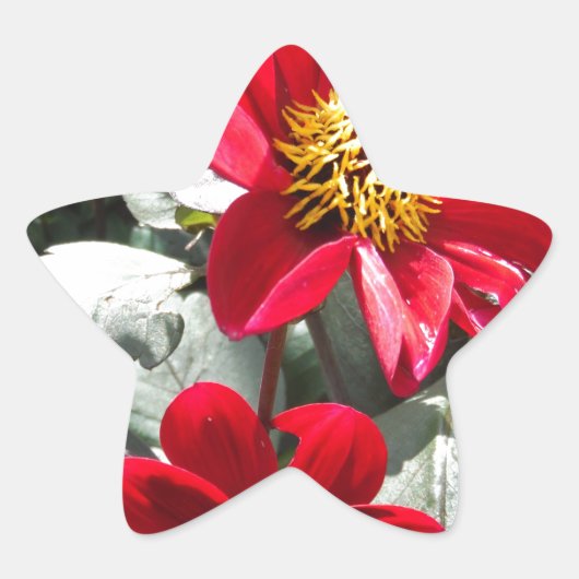 赤熱ピンクデイジー/デイジー花 星シール (正面)