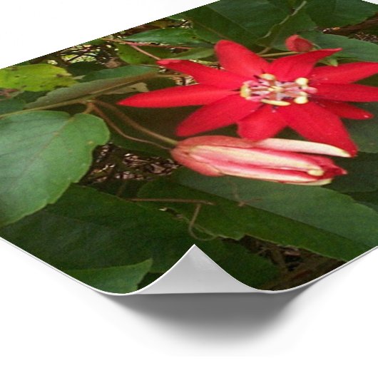 赤熱 ポスター (角)