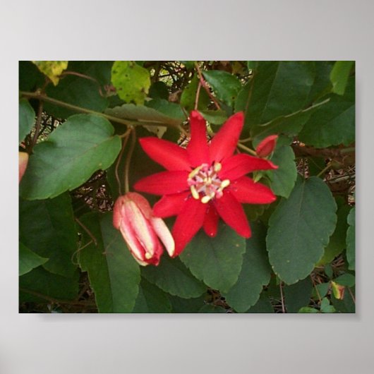 赤熱 ポスター (正面)