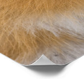 赤狐 ポスター (角)