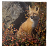 赤狐, Vulpes vulpes タイル (正面)
