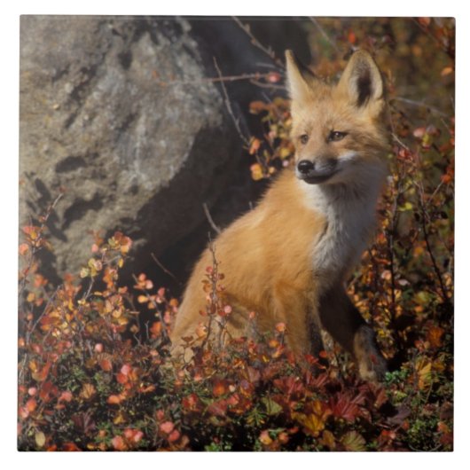 赤狐, Vulpes vulpes タイル (正面)