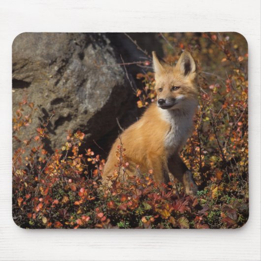 赤狐, Vulpes vulpes マウスパッド (正面)